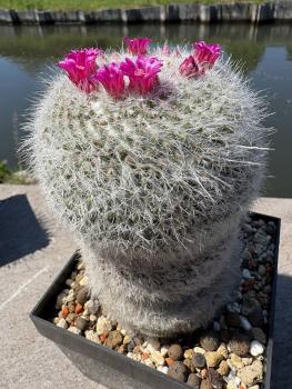 Preview: Mammillaria hahniana